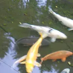 Du Saut Des Cuves Otel 2*