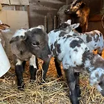 跳至坦克酒店 酒店