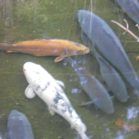 Hotel Du Saut Des Cuves Xonrupt-Longemer