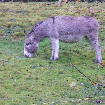 Du Saut Des Cuves 2* Xonrupt-Longemer