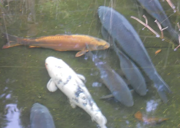 ホテル Du Saut Des Cuves クソンリュプト・ロンジュメール