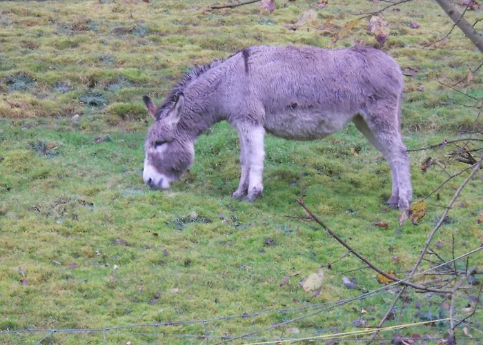 Du Saut Des Cuves 2* Xonrupt-Longemer